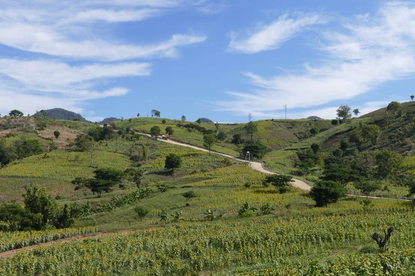 Champ de tournesol sur la montagne — Photo