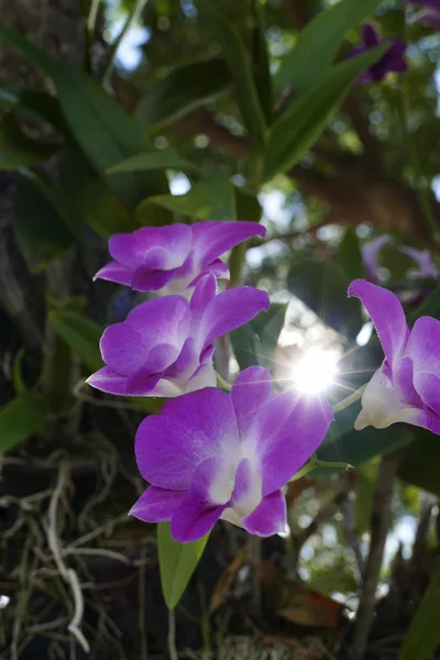 Солнечный свет сквозь лист фиолетового цветка орхидеи — стоковое фото