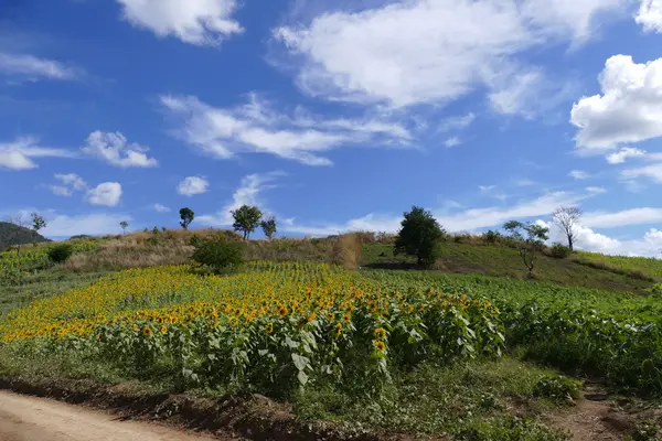 Campo di girasole sulla montagna — Foto Stock