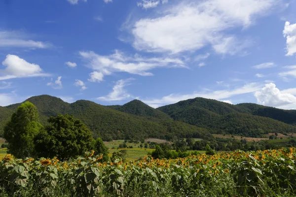 Champ de tournesol sur la montagne — Photo