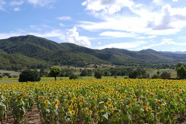 Champ de tournesol sur la montagne — Photo