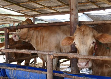 Kahverengi inek gruptaki