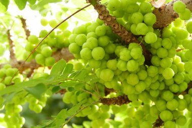 yıldız bektaşi üzümü meyve 