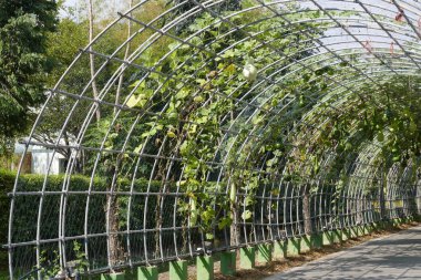 kabak calabash Arbor üzerinde büyüyen