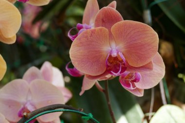 mor turuncu orkide çiçek çiçeklenme