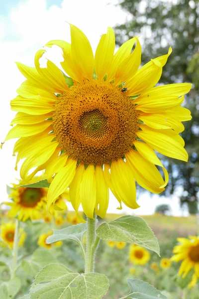 Blooming sunflower with blue sky background — Stock Photo, Image