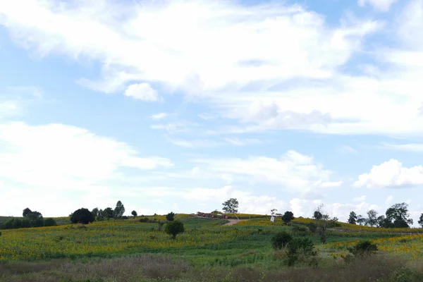 Turista in viaggio risciò nel campo di girasole sulla montagna in — Foto Stock