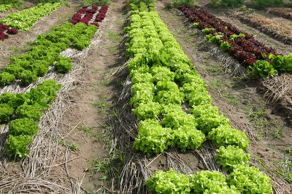 野菜サラダのレタス栽培 — ストック写真