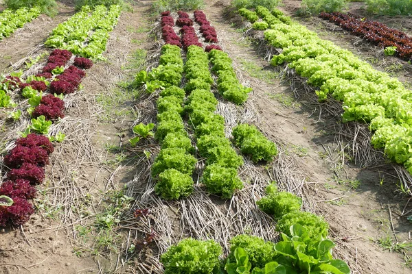 Saláta zöldség saláta termesztése — Stock Fotó