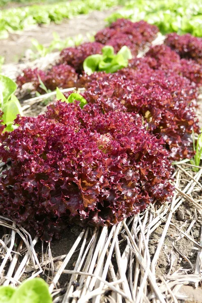 Sallad grönsakssallad odling — Stockfoto