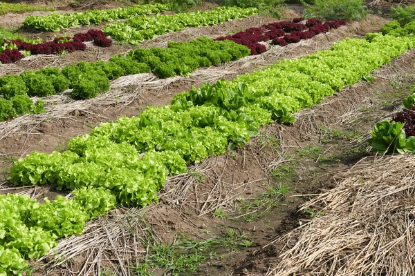 Cultivo de salada de alface vegetal — Fotografia de Stock