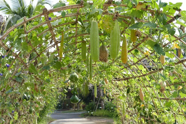 Kalebasse wächst auf Laube — Stockfoto