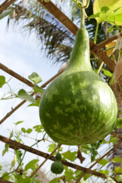 Kalebasse wächst auf Laube — Stockfoto