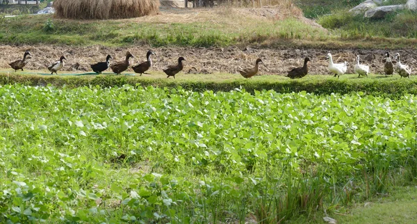 Eend lopen naast mung bean veld — Stockfoto