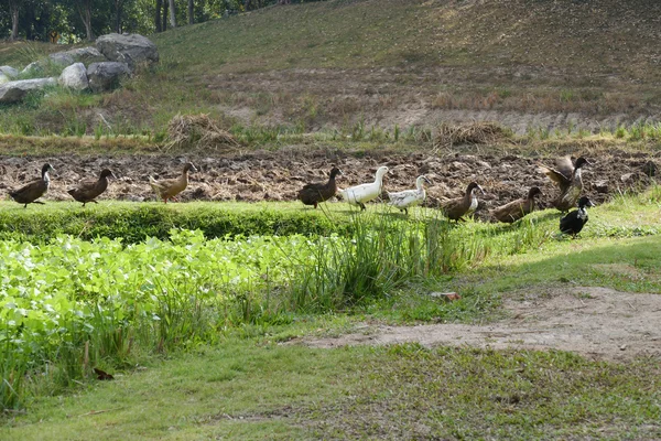 Eend lopen naast mung bean veld — Stockfoto