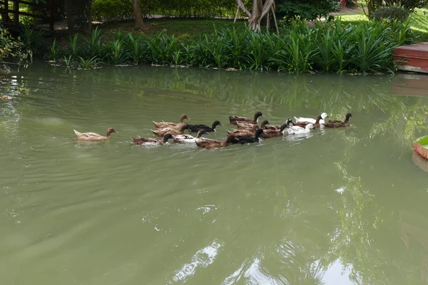Canard nageant dans l'étang — Photo