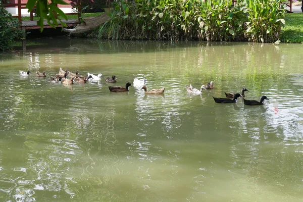 Ente schwimmt im Teich — Stockfoto