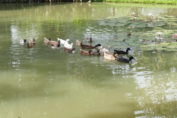 アヒルが池で泳いでいて — ストック写真