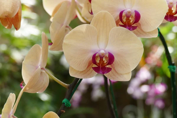 Kvetoucí fialová oranžová orchidej květina — Stock fotografie