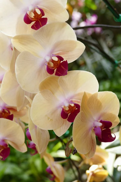 Fiore di orchidea arancione viola fiorente — Foto Stock