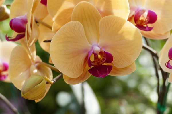 Kvetoucí fialová oranžová orchidej květina — Stock fotografie