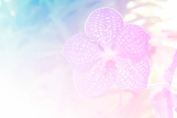Bloeiende vanda coerulea orchidee bloem — Stockfoto