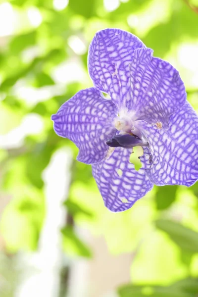 Цветущий фиолетовый цветок — стоковое фото