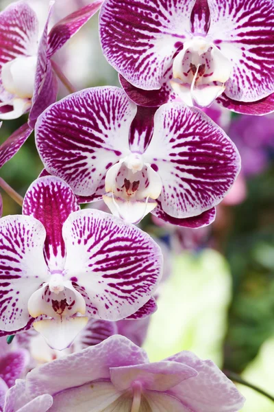 Kvete fialový květ orchideje — Stock fotografie