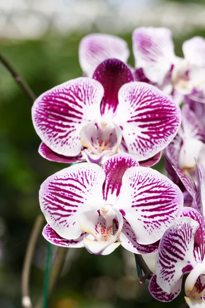 Kvete fialový květ orchideje — Stock fotografie