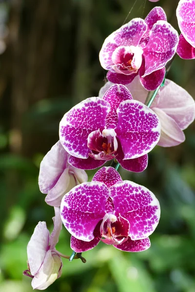 Kvete fialový květ orchideje — Stock fotografie
