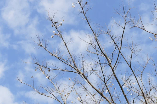 Rama desnuda del árbol con cielo azul — Foto de Stock