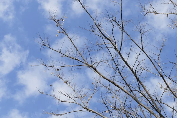 Csupasz ága a fa kék ég — Stock Fotó