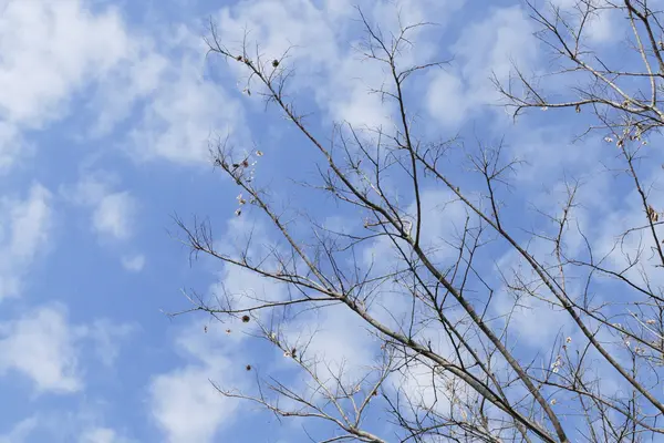 Rama desnuda del árbol con cielo azul — Foto de Stock