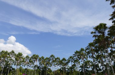 Palmiye ağacı ve mavi gökyüzü 