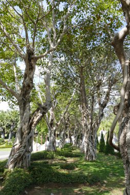 Parktaki büyük ağaç.