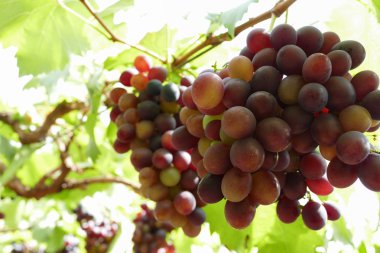 tarım arazisi içinde üzüm meyve