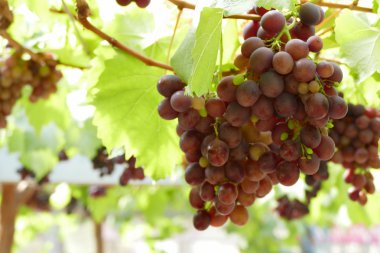 tarım arazisi içinde üzüm meyve