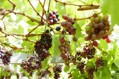 tarım arazisi içinde üzüm meyve