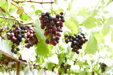 tarım arazisi içinde üzüm meyve