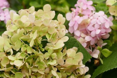 çiçek açan ortanca çiçek