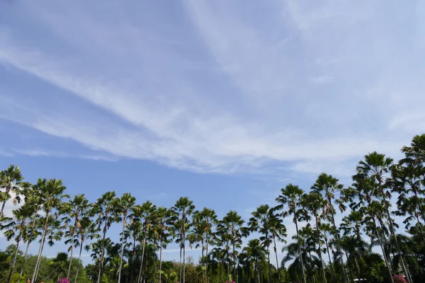 Palmera y cielo azul — Foto de Stock