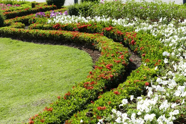 Blooming flower in flowerbed — Stock Photo, Image