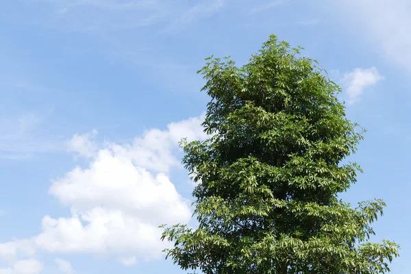 Trädet med blå himmel — Stockfoto