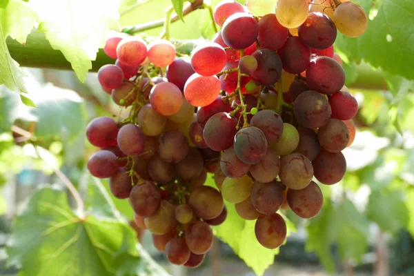 Pamplemousse dans les terres agricoles — Photo