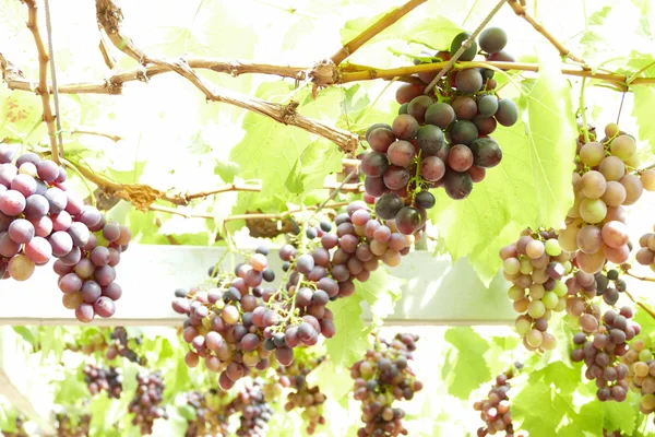 Fructe de struguri în terenuri agricole — Fotografie, imagine de stoc