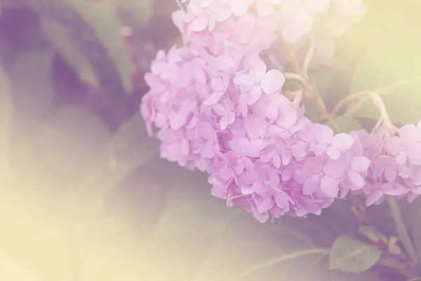 Bloeiende hortensia bloem — Stockfoto