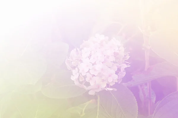 Bloeiende hortensia bloem — Stockfoto