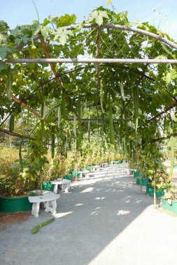 Kemer pergola büyüyen kabak sukabağı