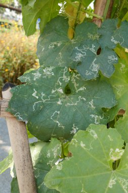 Kabak yaprakları yaprak madenci