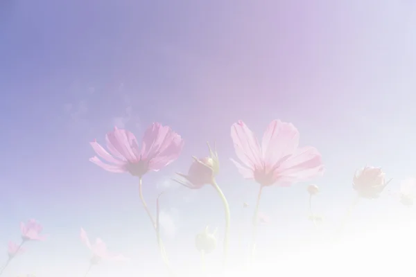 Квітучий космос квітковий луг з фоном неба — стокове фото